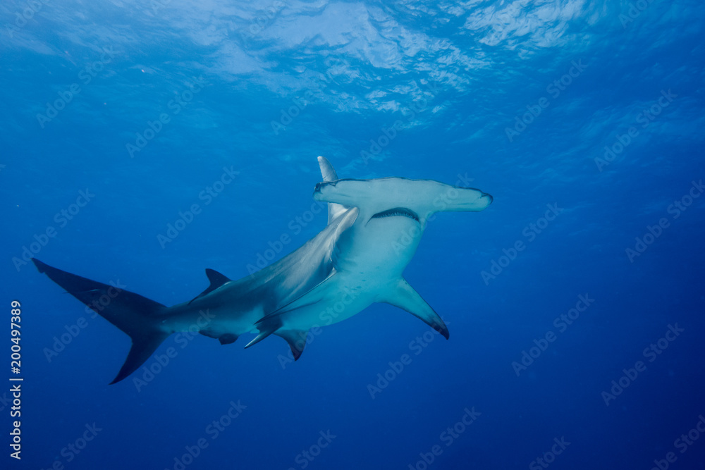 Great hammerhead shark Bahamas Bimini - obrazy, fototapety, plakaty 