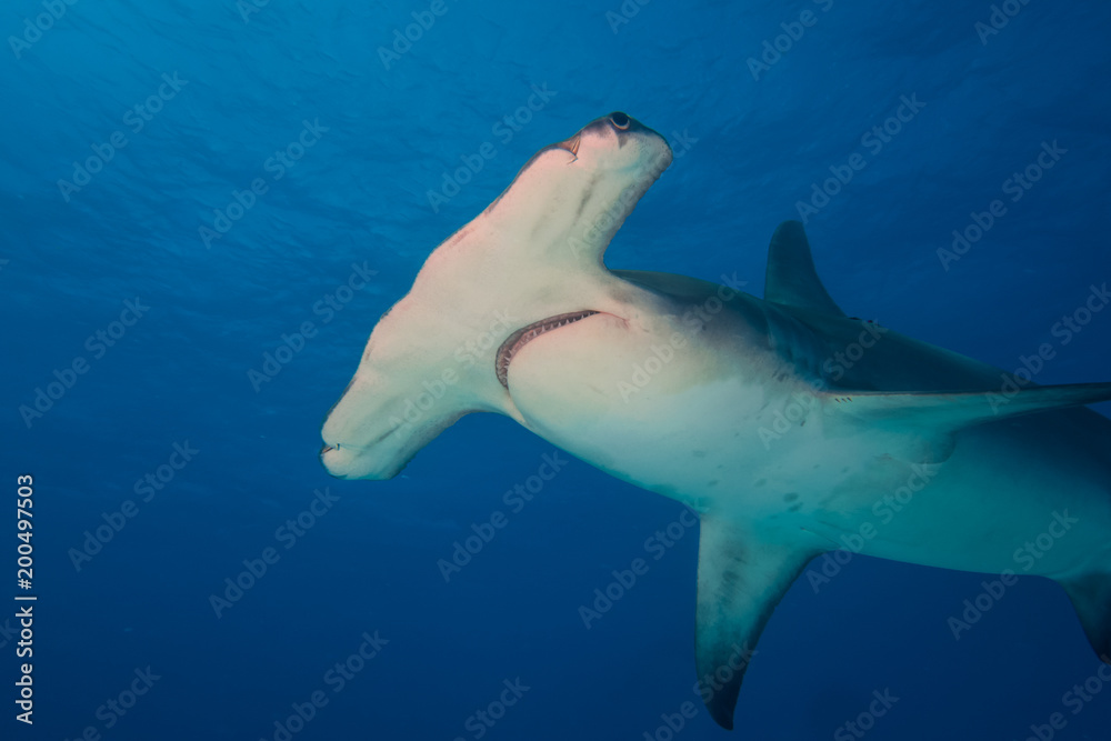 Naklejka premium Wielki rekin młot Bahamas Bimini
