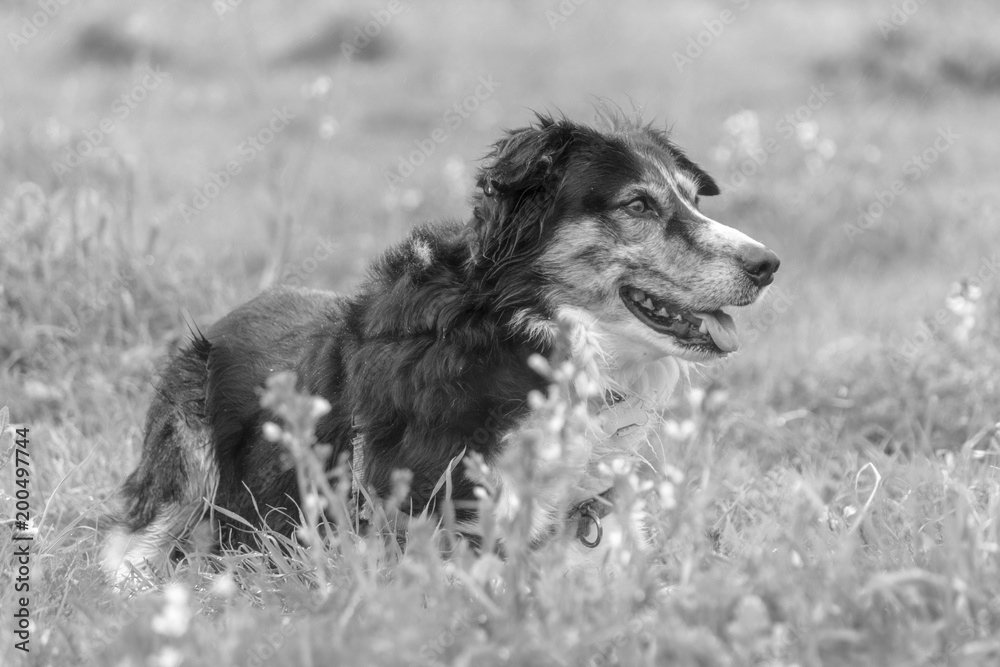 Fototapeta premium En el parque