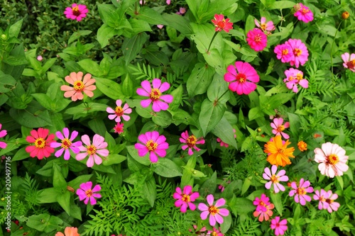 Zinnia violacea Cav. flower