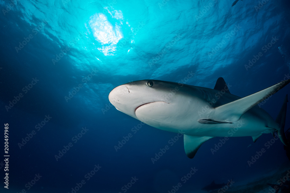 Fototapeta premium Reef Shark Bahamas