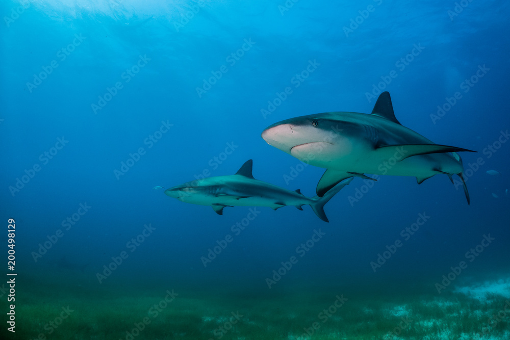 Reef Shark Bahamas