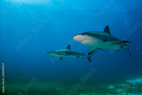 Reef Shark Bahamas © hakbak