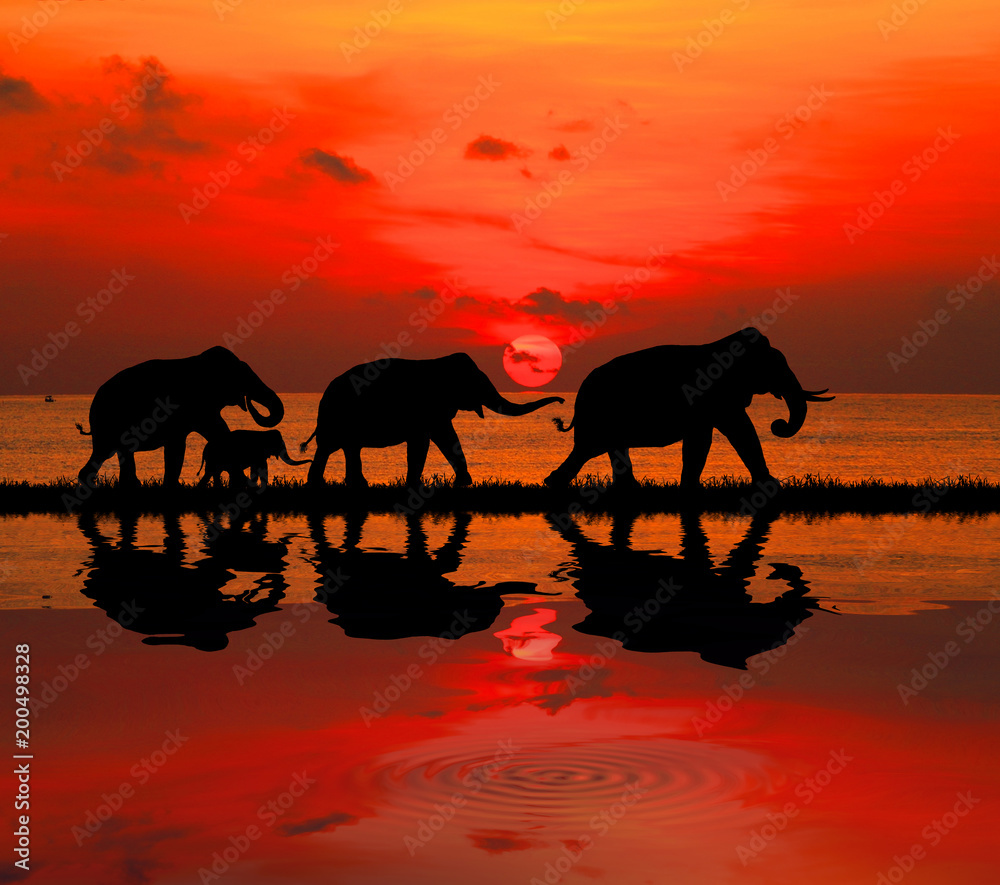 Fototapeta premium silhouette elephants in the landscape on blurry sunset.