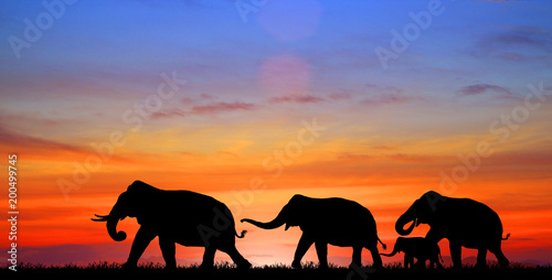 Photography silhouette elephants in the landscape on blurry sunset.