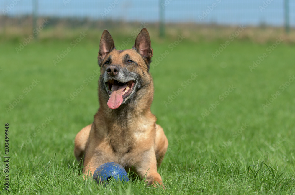 Entspannter belgischer Schäferhund auf einer Wiese Entspannter belgischer Schäferhund auf einer Wiese