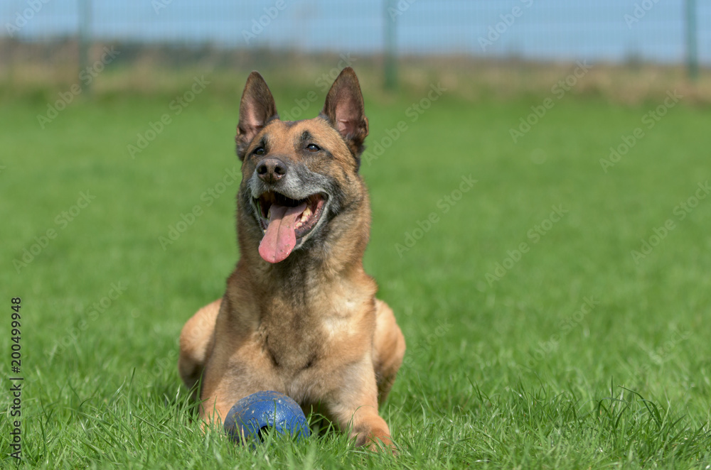 Entspannter belgischer Schäferhund auf einer Wiese