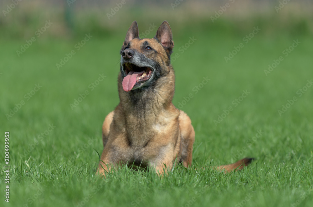 Belgischer Schäferhund sitzt gemütlich auf einer Wiese
