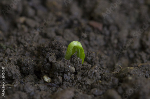 Rising seed with cotyledons grows from crumbly soil