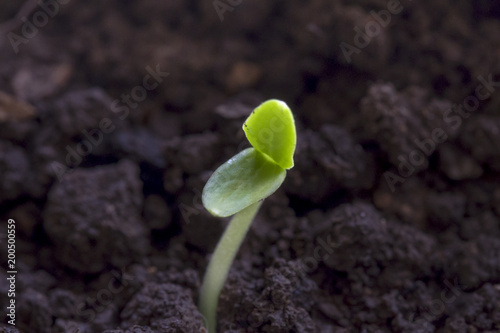 Rising seed with cotyledons grows from crumbly soil
