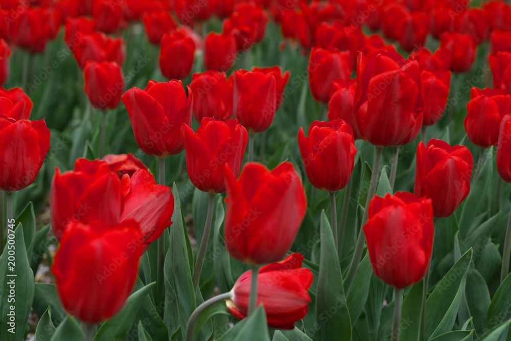 Obraz premium 赤いチューリップ