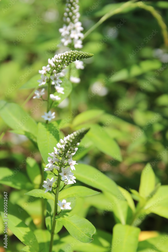 オカノトラノオ Stock 写真 Adobe Stock