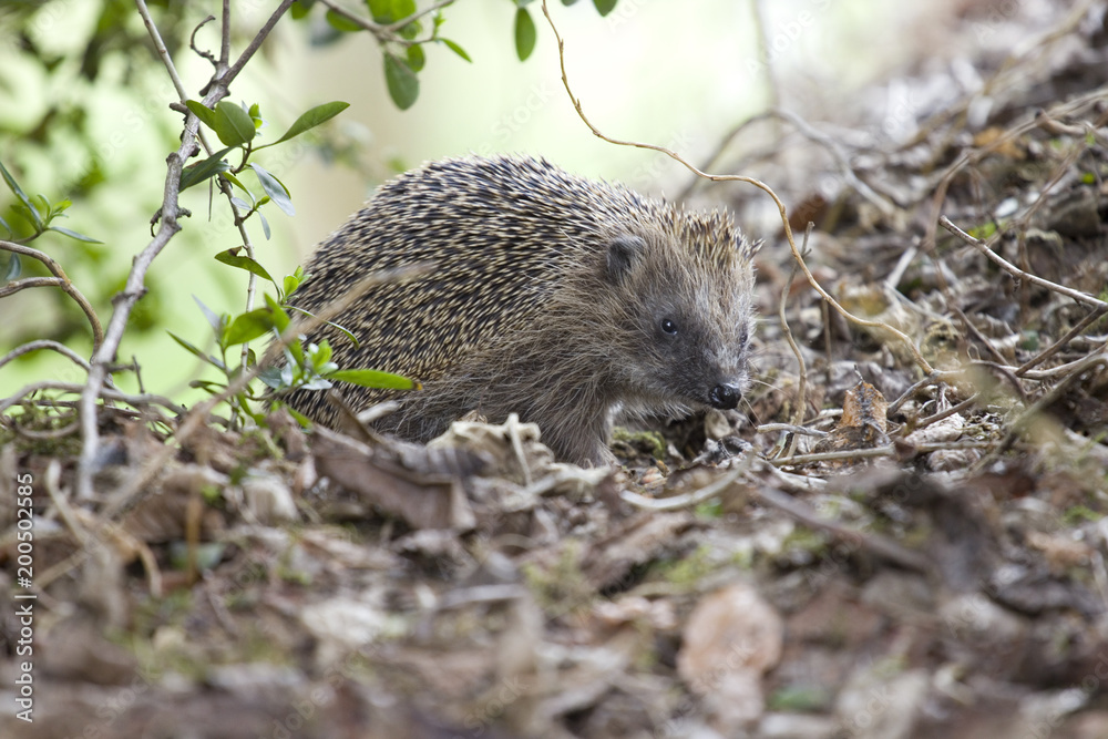 Naklejka premium igel garten laub natur