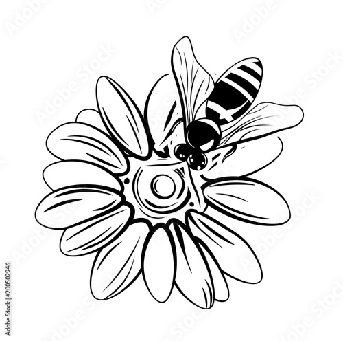 Bee on flower.  illustration isolated on white photo