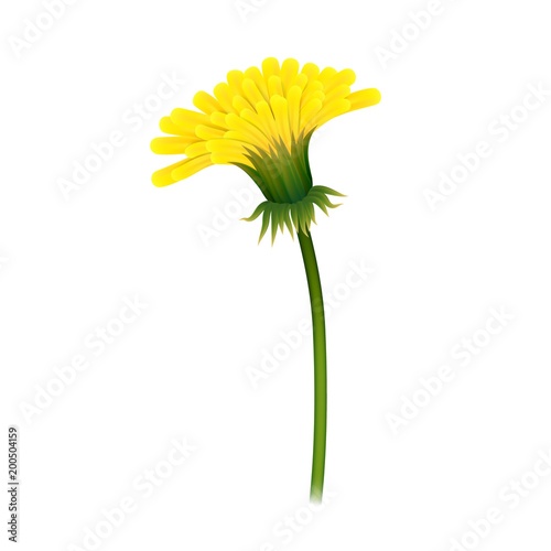 Dandelion on stem, closeup isolated. Large yellow flower on green stem. Vector illustration