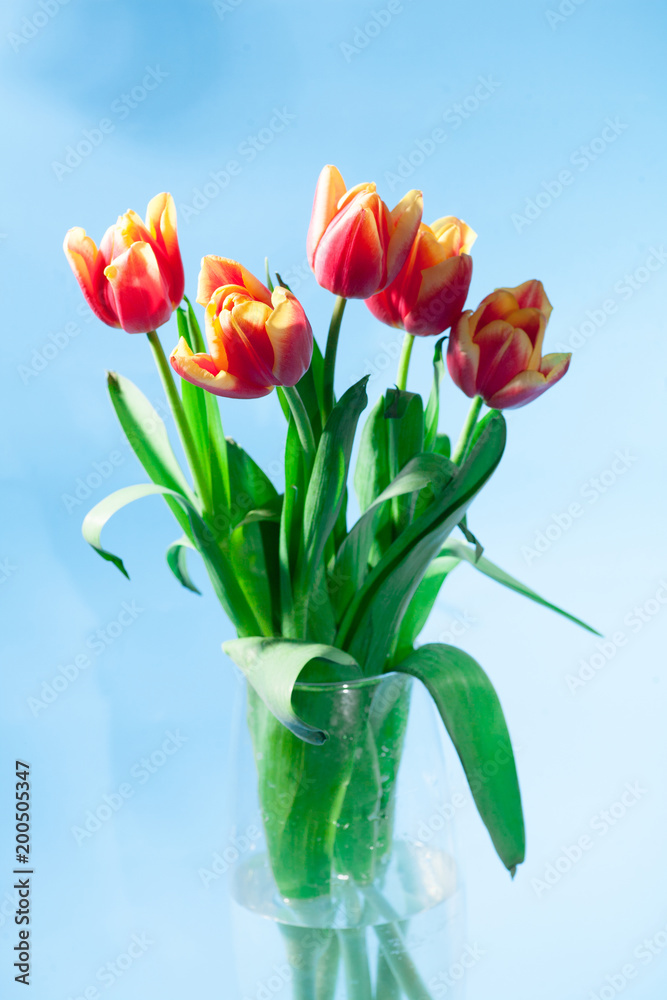 Spring easter tulips in bucket on background. Spring easter tulips in bucket on background.