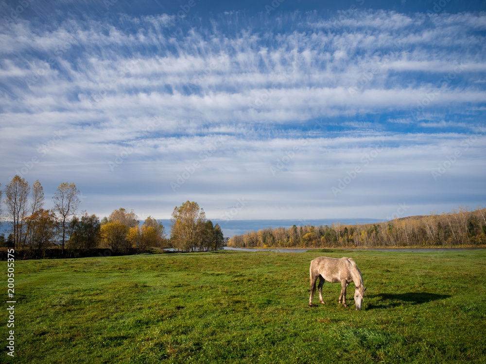 grey horse grazing on a large green meadow and above it a blue sky with clouds in the form of white stripes grey horse grazing on a large green meadow and above it a blue sky with clouds in the form of white stripes