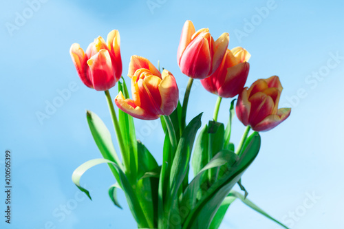 Spring easter tulips in bucket on background.