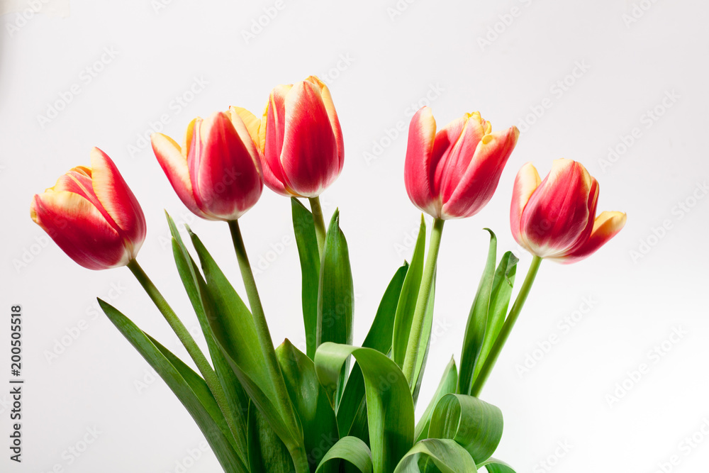 Spring easter tulips in bucket on background.