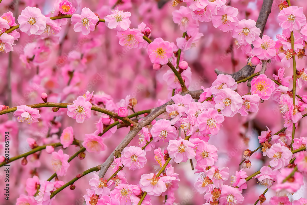 梅の花