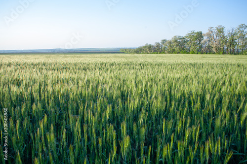 green wheat field and sunny day