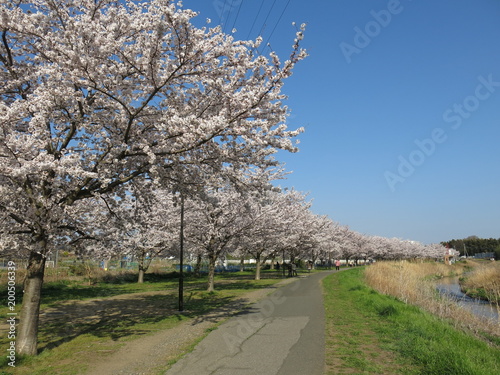 柏市を流れる大堀川の桜並木
