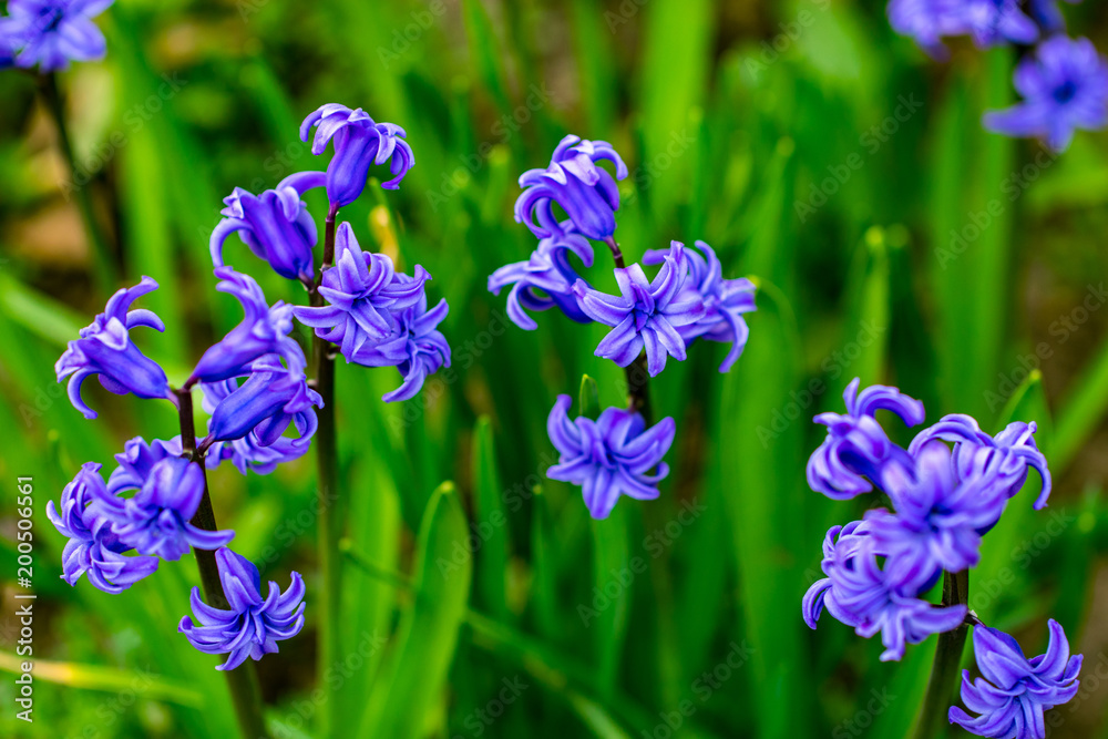 spring purple flowers on green background.Hyacinths close-up, textures spring purple flowers on green background.Hyacinths close-up, textures