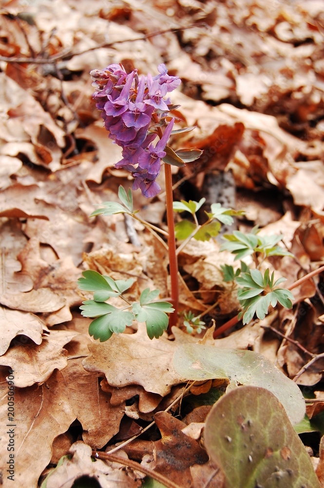 Corydalis cava, Hollow Corydalis Corydalis cava, Hollow Corydalis