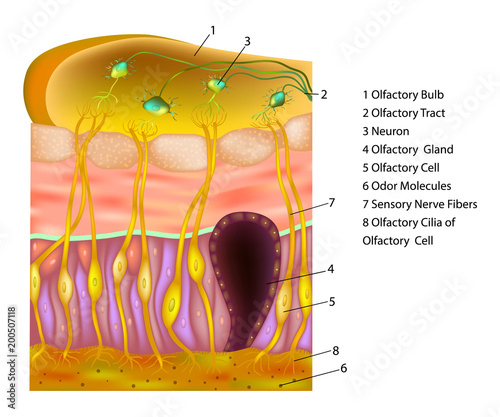  Olfactory receptor cells location and anatomy. Senses of Taste and Smell. Olfactory epithelium photo