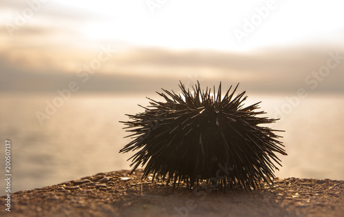 Sea urchin waches (observes) the sunset