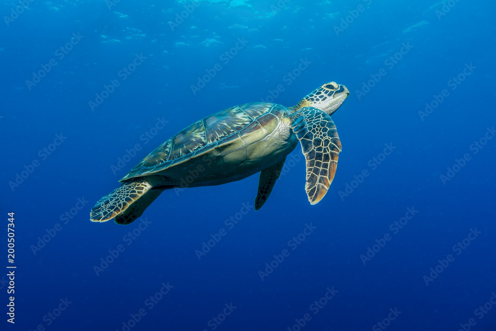 Obraz premium Żółw morski (Chelonia mydas)