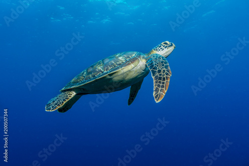 Meeresschildkröte (Chelonia mydas)