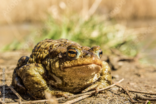 Frog animal close portrait in nature environment 