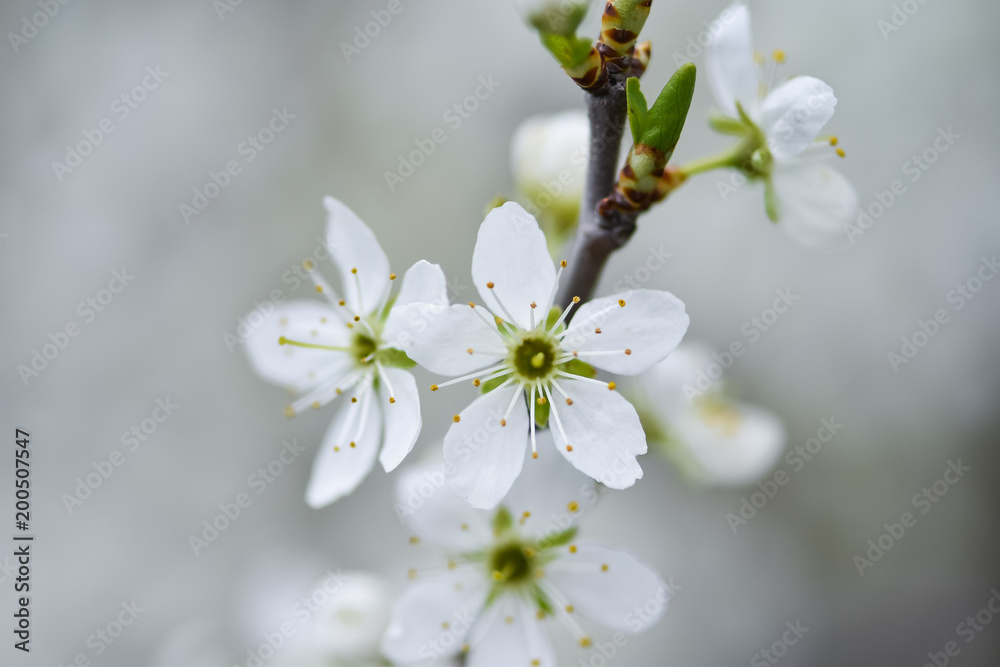Obraz premium Beautiful Flowering fruit trees with blurred background. Spring garden. Early flowering in the spring garden.