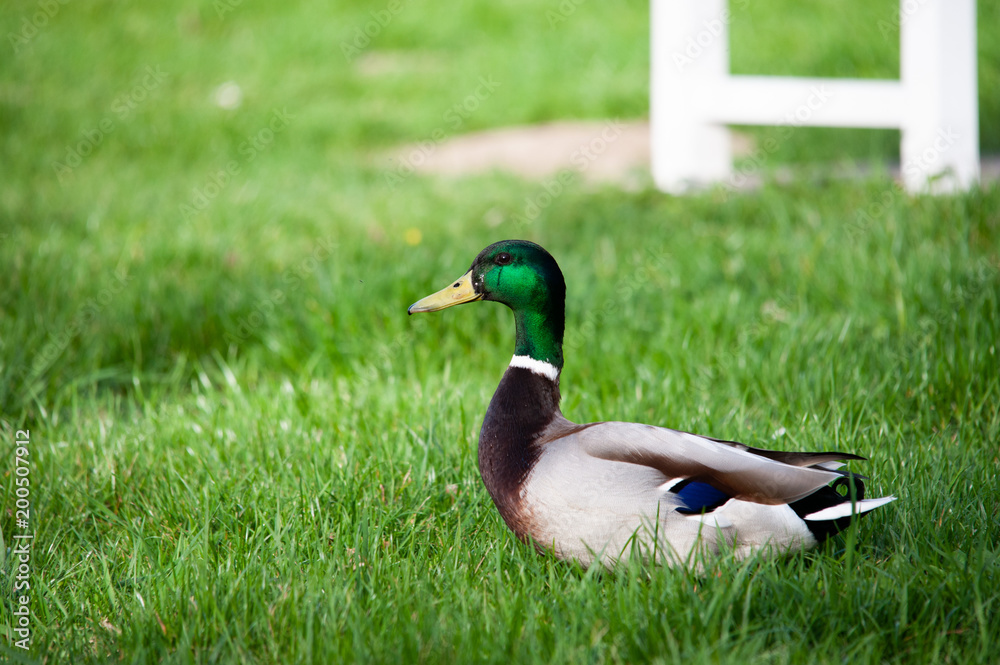 Stockente Stockente