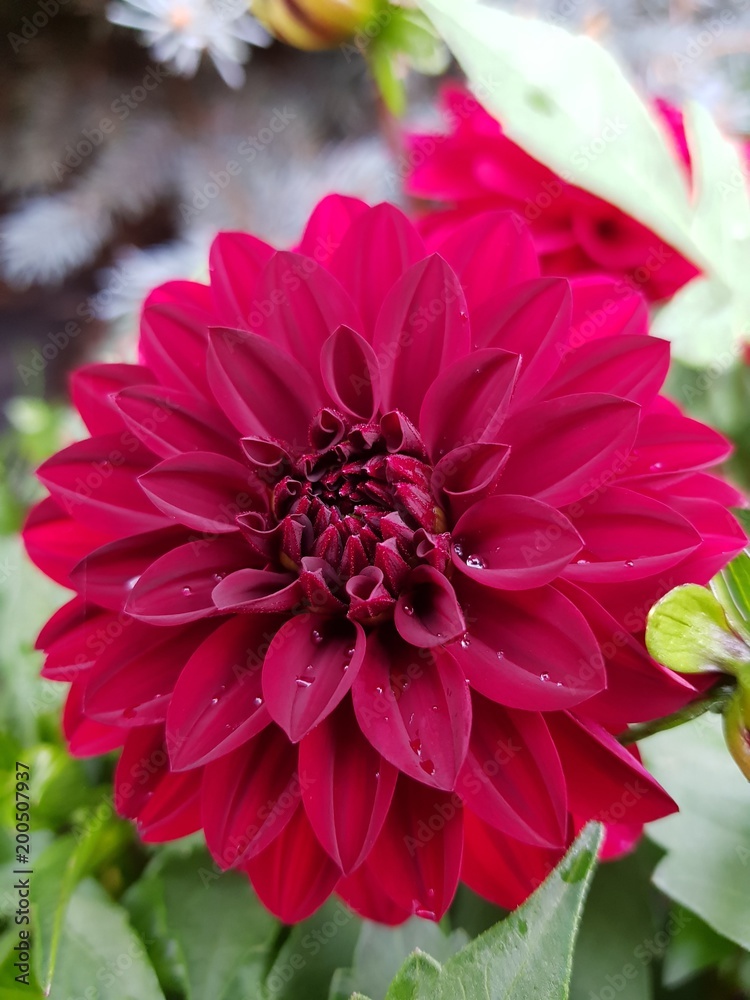 kwiat, roślina, dalia, kwiat, chryzantema, zieleń, fiolet, beauty, kwiat, kwiatowy, czerwień, flora, lato, kwiat, makro, płatek, aster, bukiet, rosa kwiat, roślina, dalia, kwiat, chryzantema, zieleń, fiolet, beauty, kwiat, kwiatowy, czerwień, flora, lato, kwiat, makro, płatek, aster, bukiet, rosa