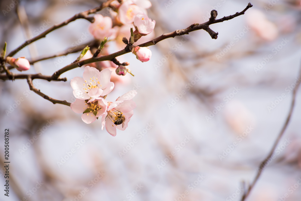 Branches of a flowering almond tree in the gentle sunlight of a spring garden. Delicate flowers and bees collecting nectar.
Branches of a flowering almond tree in the gentle sunlight of a spring garden. Delicate flowers and bees collecting nectar.