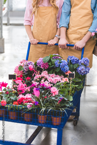Close-up view of gardeners pushing cart with flowers in greenhouse