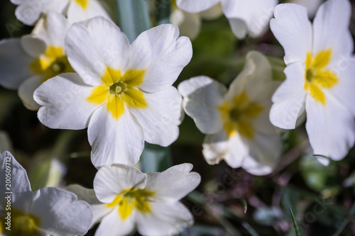 Blooming primrose at the begining of spring