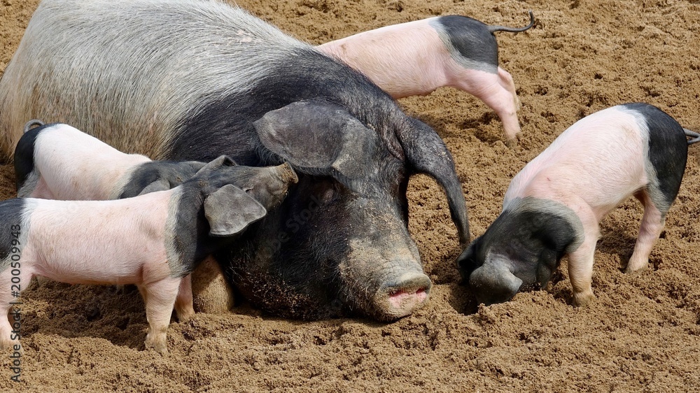 Schwein rosa-Schwarz, Muttersau und Ferkel Schwein rosa-Schwarz, Muttersau und Ferkel