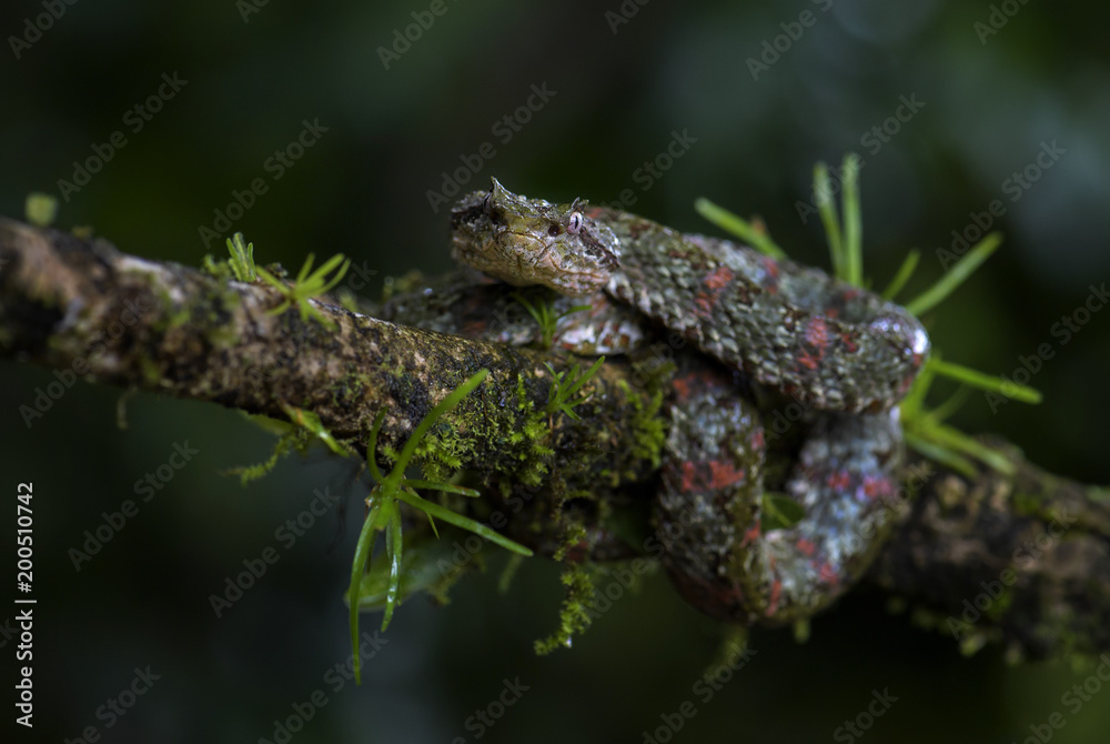 Eyelash Viper - Bothriechis schlegelii, beautiful colored venomous pit viper from Central America forests, Costa Rica