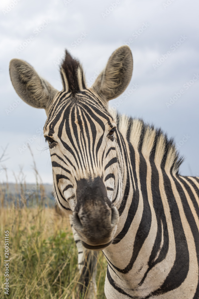 Naklejka premium Plains Zebra