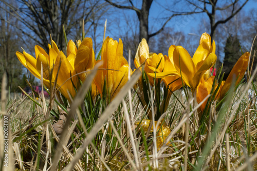 Fototapeta Naklejka Na Ścianę i Meble -  Yellow blossoms of crocuses (Colchicum autumnale) on a meadow in the sunshine