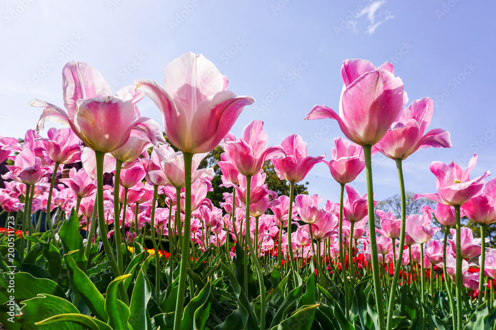 Greigii tulips in spring garden Greigii tulips in spring garden