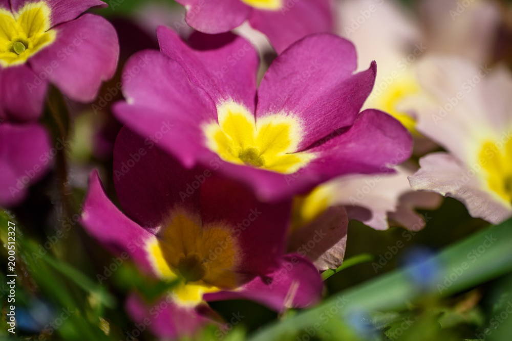 Blooming primrose at the begining of spring Blooming primrose at the begining of spring