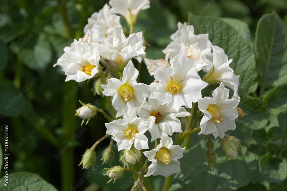 White blossoming of potatoes White blossoming of potatoes