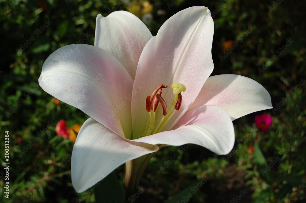 Fototapeta premium Large flower of lily
