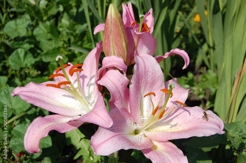 Obraz premium Pink lilies