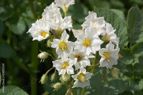 White blossoming of potatoes