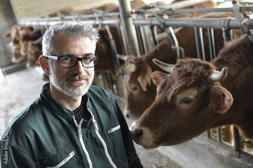 Fototapeta Naklejka Na Ścianę i Meble -  Farmer in barn checking on livestock